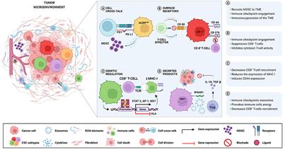 Mechanisms of immune evasion by head and neck cancer stem cells